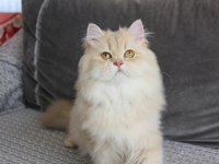 PAMUK KIZIMIZ YENİ AİLESİNE KAVUŞMAYI BEKLİYOR