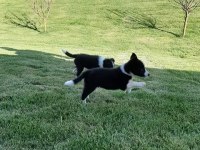 Eğitim merkezinde border collie yavruları