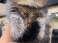 Scottish Fold Dişi Golden Mükemmel Bebeğim