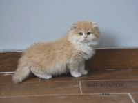 Mükemmel kalite bebek yüzlü ayıcık british longhair