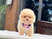 Yavru Pomeranian Boolarımız