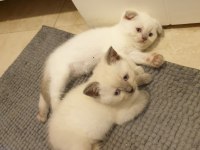 Scottish fold 2.5 aylık yavrumuz