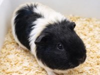 Gine pig yavru ve yetişkin