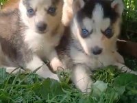 Sağlıklı Husky Yavrularımız