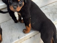 Rottweiler koca kafa yavrularımız