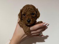 TOY POODLE BEBEKLER ANKARA