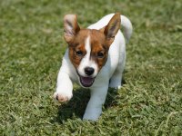 FCI-KIF Şecereli Safkan Dişi Jack Russell Yavrularımız