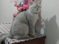 2 aylık british shorthair