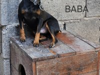 Pinscher minyatür sıfır boy