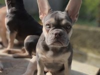 AŞILI FLUFFY ve ISABELLA TAŞIYICI EXOTIC FRENCH KIZLARIMIZ