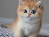 Efsane Golden Ny12 British Shorthair