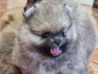 Pomeranian Boo Yavrumuz