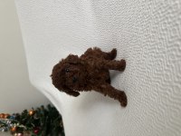 Erkek Dark Redbrown Kore Poodle Yavrular