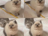 BRİTİSH SHORTHAİR YAVRULARI
