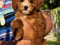 Üst Düzey Maltipoo Oğlumuz