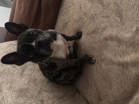 Dişi French Bulldog