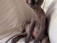 Safkan sphynx (sfenks) 2 aylık, 1 erkek 2 dişi