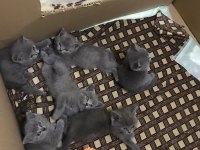 2 aylık british shorthair yavrular