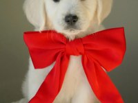 Can Dostunuz Golden Retriever Kapıda Ödeme Mevcuttur