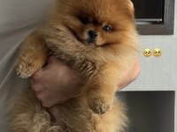 Sağlıklı pomeranian yavrularımız
