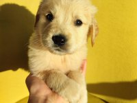 GOLDEN RETRİEVER ÜST KALİTE BEBEK SURAT