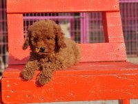 Poodle en özel yavrular