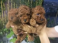 Kore poodle yavrular