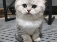 Oyuncu kedilerimiz