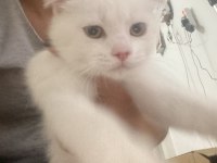 Kar beyaz british longhair