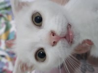 3-4 ay arası 3 tane erkek scottish fold