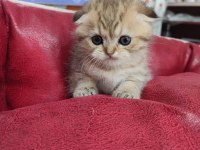 Scottish fold