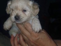 Maltipoo Dişi Erkek Yavru