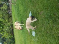 Köpeğimizi gel gör al