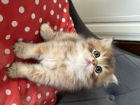 Pamuk safkan Brıtısh longhair