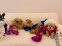 Sağlık ve ırk garantili maltipoo yavru