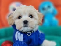 Evin neşe kaynağı sevimli teacup Morkie Yavrularımız