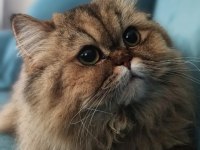 British Longhair Kızımız sahip arıyor.