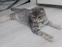 4 aylık yavru scottish fold kırık kulak tüm malzemeleri ile