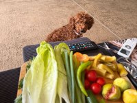 batman köpek dişi toy poodle 2 aylık yavru