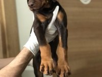 DİŞİ AVRUPA DOBERMAN YAVRULARI
