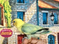 CENNET PAPAĞANI YAVRU (ÜST MUTASYON)