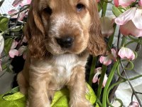 Minik eğitimli prenses köpeğimiz