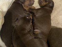 A Kalite Doberman Yavruları