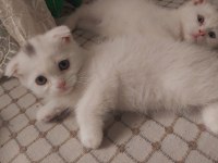 Scottish fold yavrular