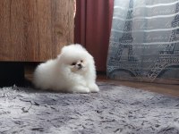 TEDDY BEAR BOO YAVRULAR TAKSİTLE HERYERE GÖNDERİLİR