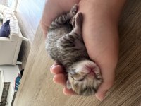 Ücretsiz Melez Bengal kedisi yavruları