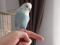 Yerli jumbo muhabbet kuşu duman