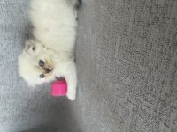 Scottish fold kedimiz
