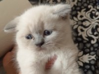 Scottish straight ve scottish fold yavrular