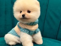 Sağlıklı pomeranian boo